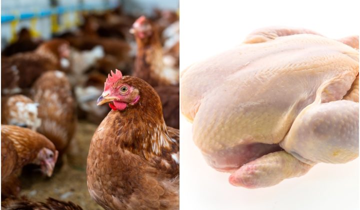Kerajaan hentikan eksport ayam 1 jun