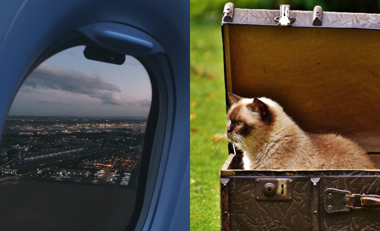 bawa kucing naik penerbangan domestik