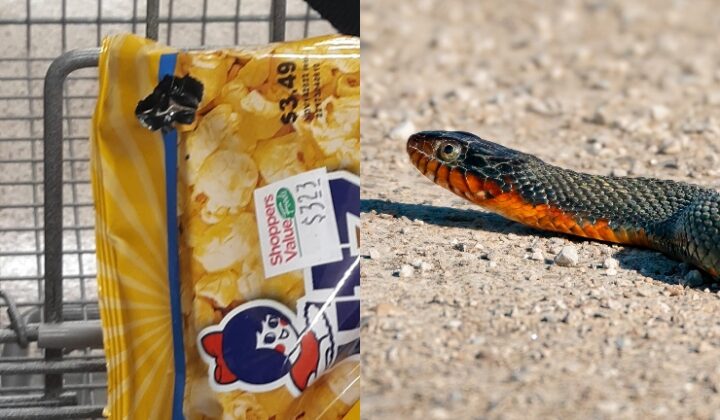 Wanita jumpa ular dalam beg bungkusan makanan 'Popcorn' (1)