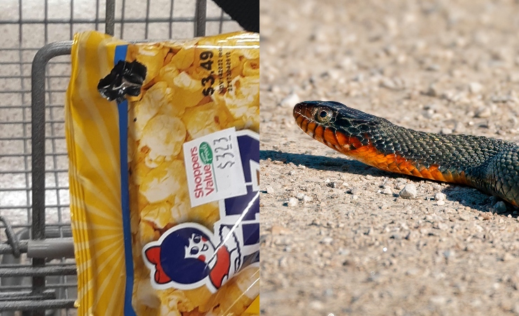 Wanita jumpa ular dalam beg bungkusan makanan 'Popcorn' (1)