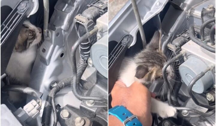 terkejut jumpa kucing dalam bonet depan kereta