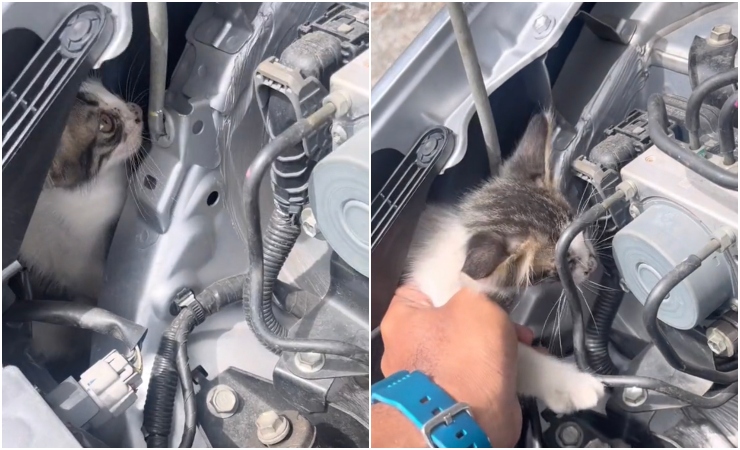 terkejut jumpa kucing dalam bonet depan kereta