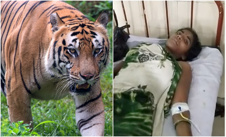 Wanita bergelut dengan harimau nak selamatkan anak