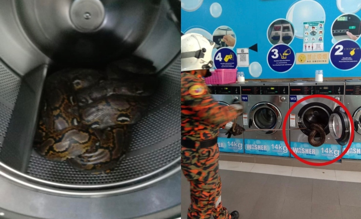 Ular sawa dalam mesin basuh di pusat dobi