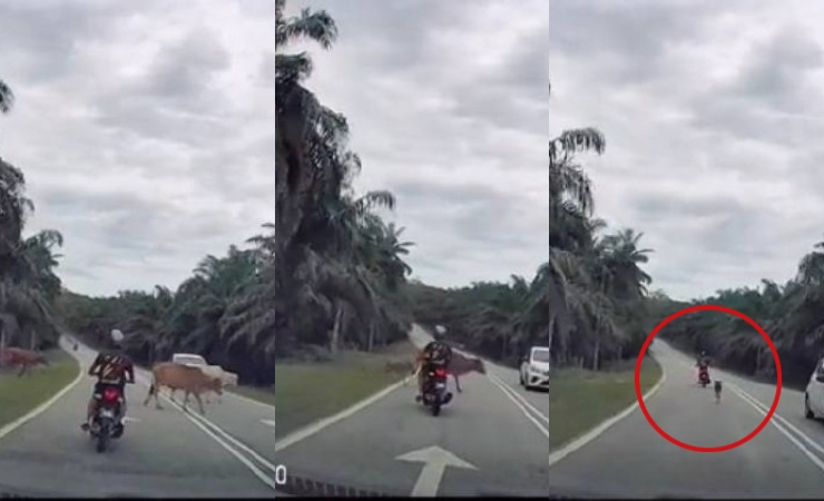 penunggang motosikal kena kejar anak lembu